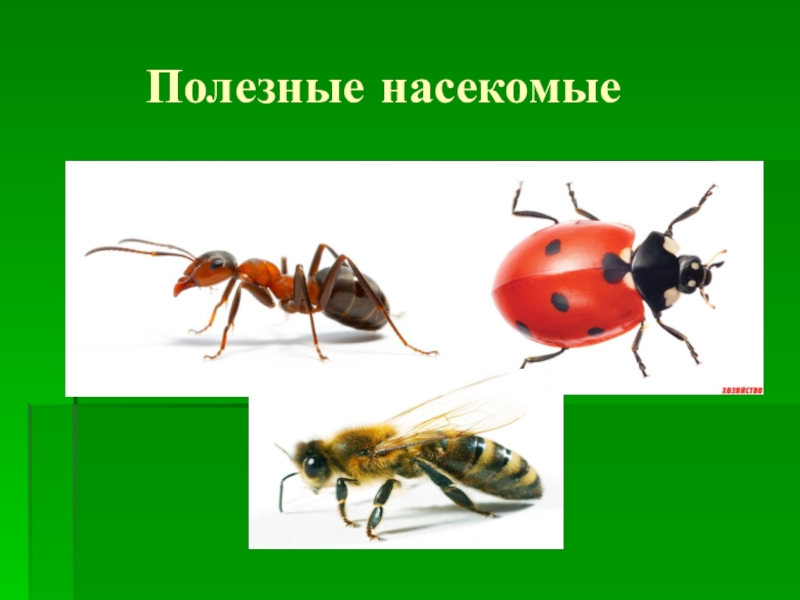 Полезные насекомые